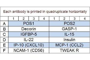 Image no. 1 for Porcine Cytokine Array Q3 (ABIN4956085)