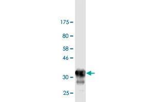 Western Blot detection against Immunogen (33. (Otopetrin 2 antibody  (AA 423-493))