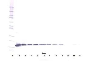 Image no. 1 for anti-Interleukin 3 (IL-3) antibody (ABIN464896) (IL-3 antibody)