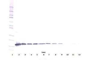 Image no. 1 for anti-Interleukin 3 (IL-3) antibody (ABIN464897) (IL-3 antibody)