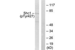 Western blot analysis of extracts from 293 cells treated with EGF 200ng/ml 5', using Shc (Phospho-Tyr427) Antibody.