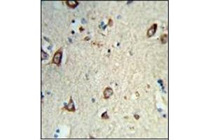Formalin-fixed and paraffin-embedded human brain tissue reacted with HS3ST2 Antibody (C-term) Cat. (HS3ST2 antibody  (C-Term))