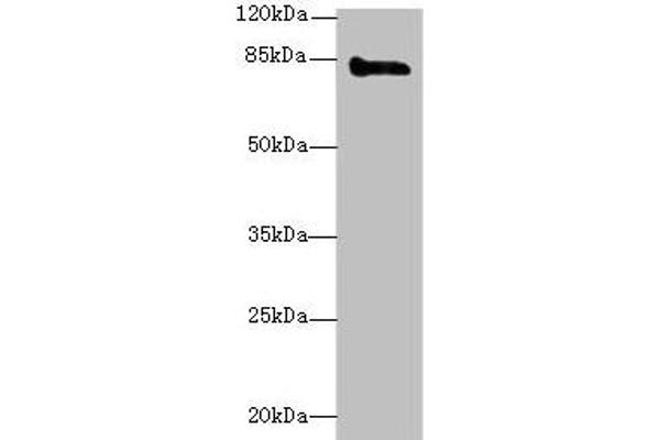 KEL anticorps  (AA 201-500)