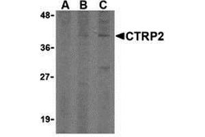 Western Blotting (WB) image for anti-C1q and Tumor Necrosis Factor Related Protein 2 (C1QTNF2) (Middle Region) antibody (ABIN1030911) (C1QTNF2 antibody  (Middle Region))