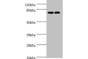 ANAPC5 antibody  (AA 1-250)