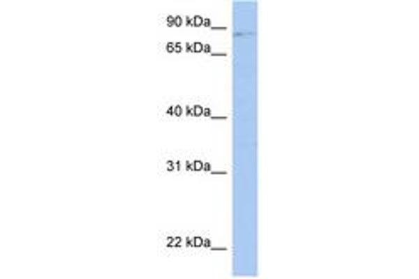 LRRC33 antibody  (AA 359-408)