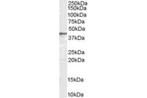 Image no. 1 for anti-Arrestin, beta 2 (ARRB2) (Internal Region) antibody (ABIN374557) (Arrestin 3 antibody  (Internal Region))