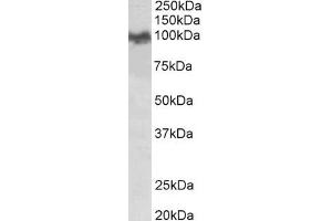 ABIN870659 (0. (APP antibody  (N-Term))