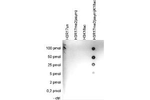 Cross reactivity test using the Histone H3 (R17me2(asym)K18ac)) antibody.