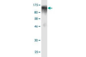 Western Blot detection against Immunogen (90. (EBF1 antibody  (AA 1-591))