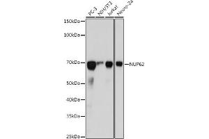 Western blot analysis of extracts of various cell lines, using NUP62 antibody (ABIN7269045) at 1:1000 dilution. (NUP62 antibody)