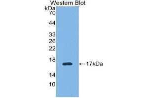 Western Blotting (WB) image for anti-Renalase, FAD-Dependent Amine Oxidase (RNLS) (AA 18-150) antibody (ABIN1175837) (RNLS antibody  (AA 18-150))
