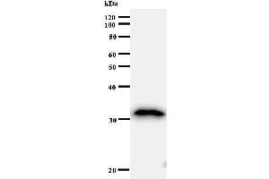Western Blotting (WB) image for anti-B-Cell Translocation Gene 1, Anti-Proliferative (BTG1) antibody (ABIN930977) (BTG1 antibody)