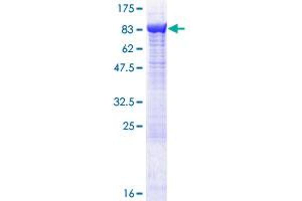 RNPEP Protein (AA 1-650) (GST tag)