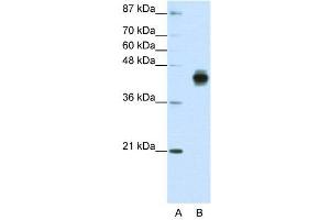 WB Suggested Anti-KRT18  Antibody Titration: 1.