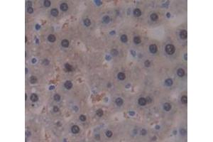 Figure. (GALT antibody  (AA 1-379))