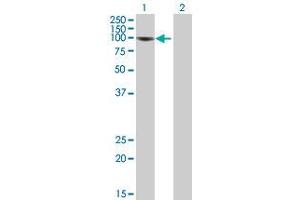 Western Blot analysis of NFKB1 expression in transfected 293T cell line (NFKB1 antibody  (AA 1-969))