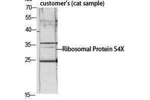 Western Blotting (WB) image for anti-Ribosomal Protein S4, X-Linked (RPS4X) (Internal Region) antibody (ABIN3186802) (RPS4X antibody  (Internal Region))