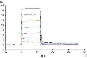 Surface Plasmon Resonance (SPR) image for Poliovirus Receptor-Related 2 (Herpesvirus Entry Mediator B) (PVRL2) (AA 32-360) protein (His-Avi Tag) (ABIN7275309)