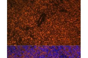 Immunofluorescence (IF) image for anti-CD27 Molecule (CD27) antibody (ABIN7259975)