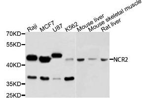 Western blot analysis of extracts of various cells, using NCR2 antibody.