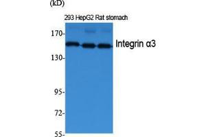 Western Blot (WB) analysis of specific cells using Integrin alpha3 Polyclonal Antibody. (ITGA3 antibody  (Internal Region))