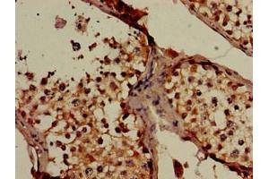 Immunohistochemistry of paraffin-embedded human testis tissue using ABIN7160165 at dilution of 1:100