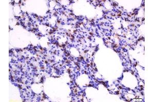 Paraformaldehyde-fixed, paraffin embedded rat lung tissue, Antigen retrieval by boiling in sodium citrate buffer(pH6) for 15min, Block endogenous peroxidase by 3% hydrogen peroxide for 30 minutes, Blocking buffer (normal goat serum) at 37°C for 20min, Antibody incubation with Rabbit Anti-Heme Oxygenase Polyclonal Antibody, Unconjugated  at 1:500 overnight at 4°C, followed by a conjugated secondary and DAB staining (Heme Oxygenase 1, Heme Oxygenase 2 (AA 101-200) antibody)