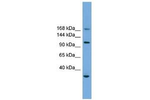 WB Suggested Anti-PHLDB1 Antibody Titration: 0. (PHLDB1 antibody  (Middle Region))