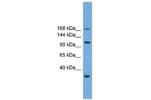 WB Suggested Anti-PHLDB1 Antibody Titration: 0.