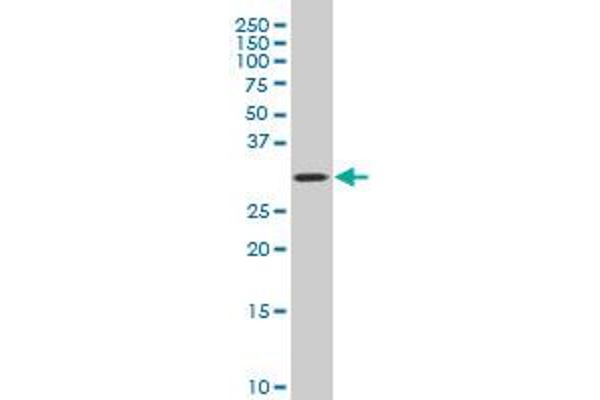 COPE antibody  (AA 211-308)