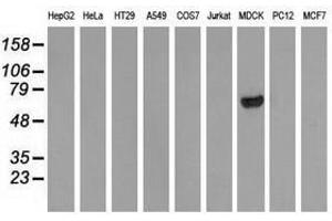 Image no. 3 for anti-rho GTPase Activating Protein 25 (ARHGAP25) antibody (ABIN1496705) (ARHGAP25 antibody)
