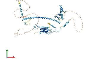 AlphaFold protein structure predicition of Human Recombinant CACTIN Protein, UniprotID Q8WUQ7 (CACTIN Protein (AA 1-758) (His tag))