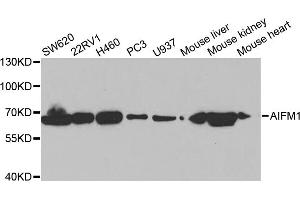 Western blot analysis of extracts of various cell lines, using AIFM1 antibody (ABIN5971393) at 1/1000 dilution. (AIF antibody)