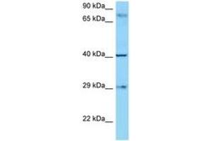 Image no. 1 for anti-CD274 (PD-L1) (AA 192-241) antibody (ABIN799508) (PD-L1 antibody  (AA 192-241))