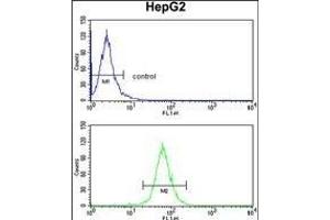 ABCG1 Antibody (N-term) (ABIN390432 and ABIN2840817) flow cytometry analysis of HepG2 cells (bottom histogram) compared to a negative control cell (top histogram). (ABCG1 antibody  (N-Term))