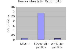 Obestatin antibody  (AA 76-98)