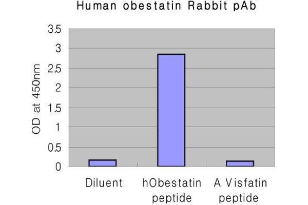 Obestatin antibody  (AA 76-98)