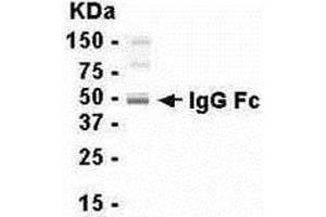 Western Blotting (WB) image for Chicken anti-Human IgG (Fc Region), (full length) antibody (ABIN2469249) (Chicken anti-Human IgG (Fc Region), (full length) Antibody)