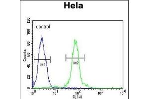 FBXW8 Antibody (Center) (ABIN654676 and ABIN2844371) flow cytometric analysis of Hela cells (right histogram) compared to a negative control cell (left histogram). (FBXW8 antibody  (AA 270-299))