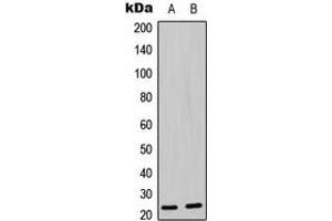 Western blot analysis of BAD (pS136) expression in MOLT4 (A), U2OS (B) whole cell lysates. (BAD antibody  (pSer136))