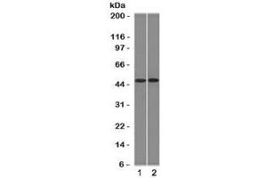Western blot testing of 1) ThP1 and 2) Raji cell lysate with FLI1 antibody (clone FLVI1-1). (FLI1 antibody  (AA 107-216))