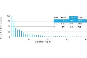 Protein Array (PAr) image for anti-Melanoma Associated Chondroitin Sulfate Proteoglycan (MCSP) antibody (ABIN7456049) (NG2 antibody)