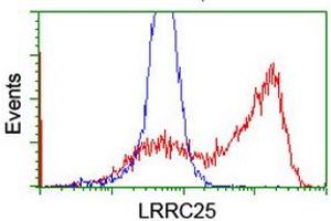 Image no. 3 for anti-Leucine Rich Repeat Containing 25 (LRRC25) antibody (ABIN1499199) (LRRC25 antibody)