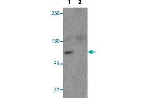Western blot analysis of NLRP9 in EL4 cell lysate with NLRP9 polyclonal antibody  at 1 ug/mL in the (1) absence and (2) presence of blocking peptide. (NLRP9 antibody  (N-Term))