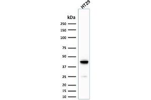 Western Blot Analysis of human HT29 cell lysate using Cytokeratin 20 (KRT20) Mouse Monoclonal Antibody (KRT20/1992). (KRT20 antibody  (AA 196-323))