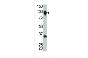 Antibody is used in Western blot to detect GRPRC1H in mouse brain tissue lysate. (GRM8 antibody  (C-Term))