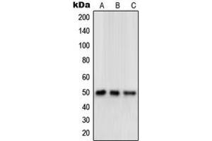 Western blot analysis of Delta Opioid Receptor expression in human brain (A), mouse brain (B), rat brain (C) whole cell lysates.