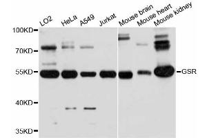 Western blot analysis of extracts of various cell lines, using GSR antibody (ABIN5997858) at 1:3000 dilution. (Glutathione Reductase antibody)