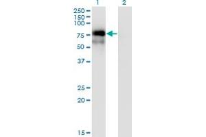 Western Blot analysis of NR4A2 expression in transfected 293T cell line by NR4A2 monoclonal antibody (M06), clone 3E10.